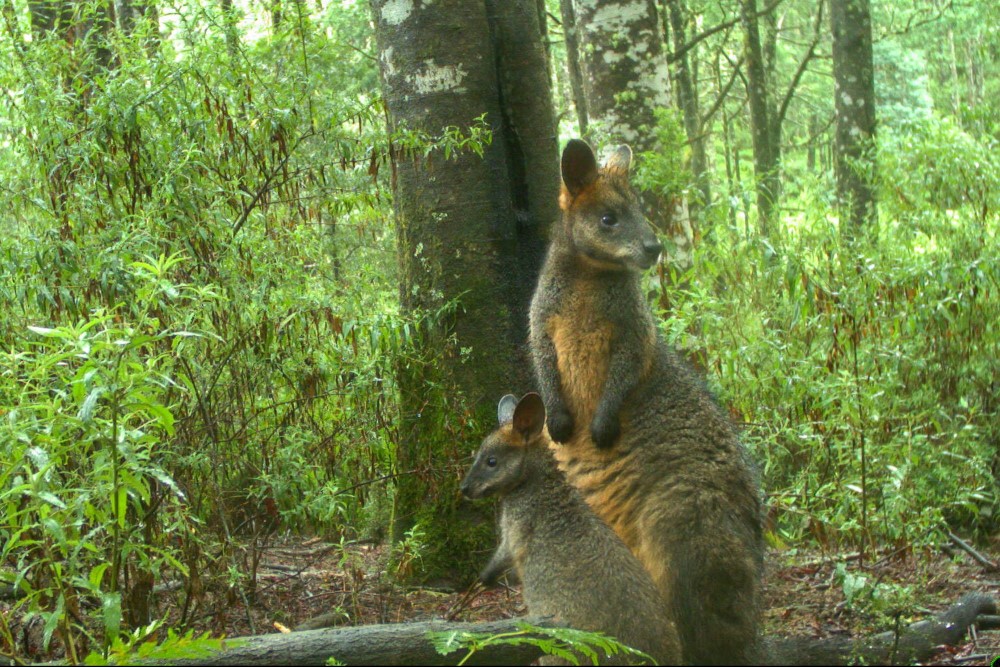 A dark brown and tan wallaby and her baby standing at at the foot of a tree