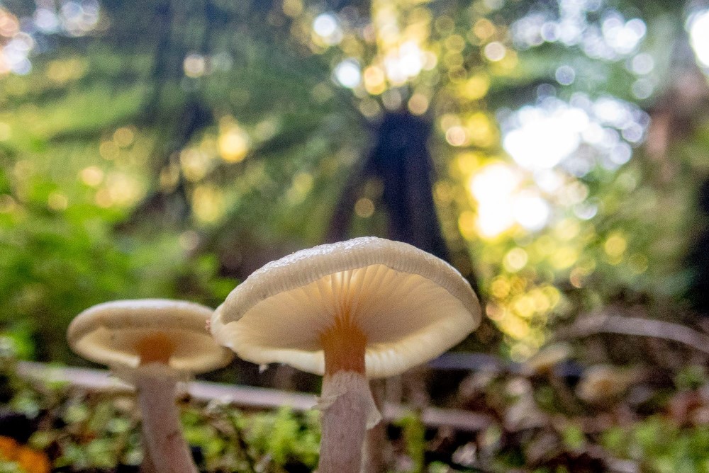 Two small, delicate ivory coloured mushrooms with a faded tree ferns in the background